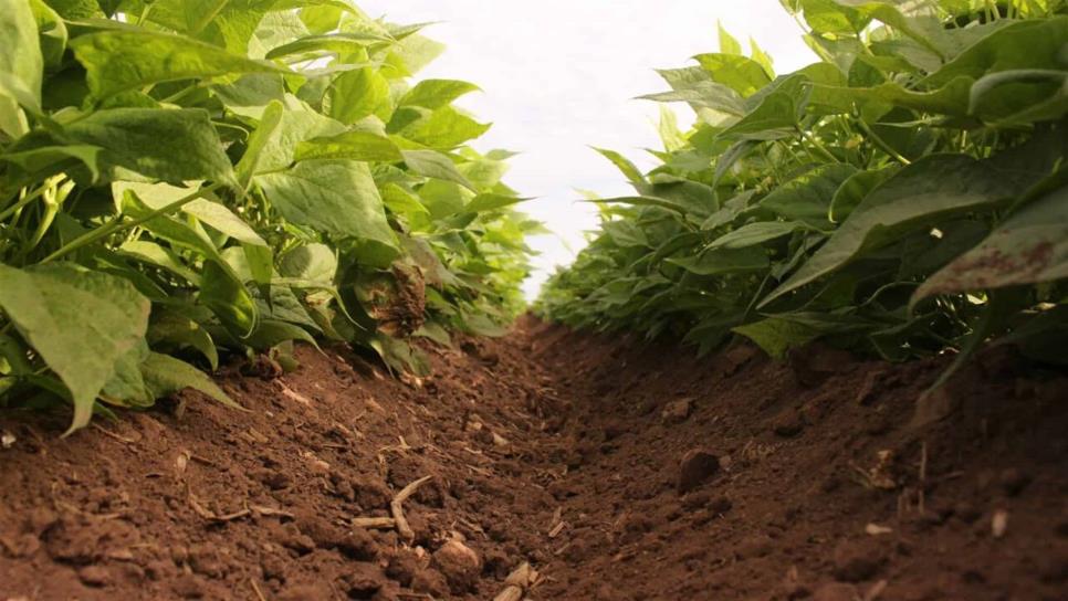 Frijol y papa toman delantera en cultivos de baja demanda de agua para Sinaloa