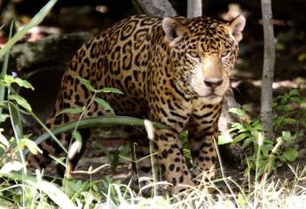 En ocho años crece 20 por ciento la población del jaguar en México