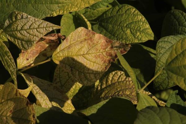 Dos mil hectáreas de cultivos agrícolas con daños totales