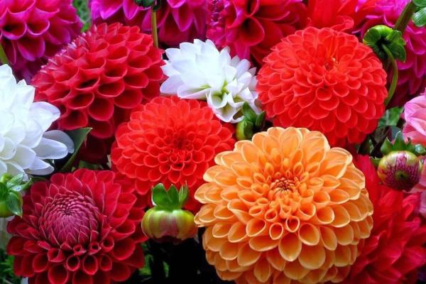 Dalia, una flor mexicana que adorna, alimenta y cura