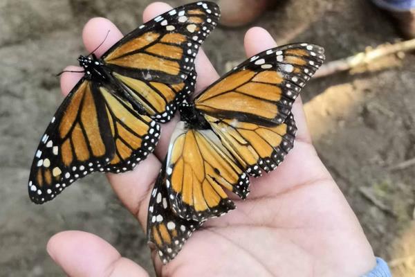Mariposas Monarca hacen su templo en el Estado de México