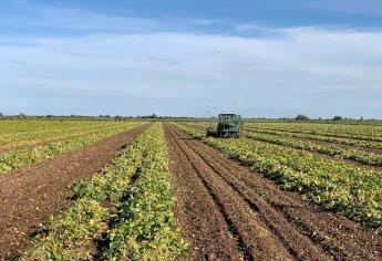 Llovizna en El Carrizo: productores temen que frijol se ponga pinto