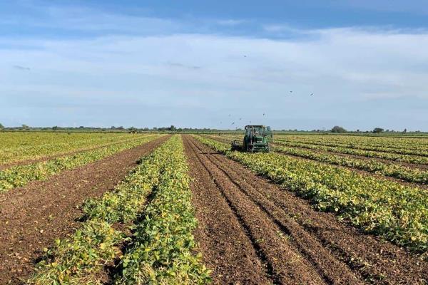 Llovizna en El Carrizo: productores temen que frijol se ponga pinto