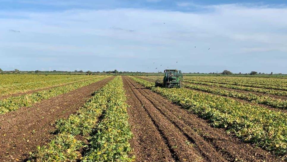 Llovizna en El Carrizo: productores temen que frijol se ponga pinto