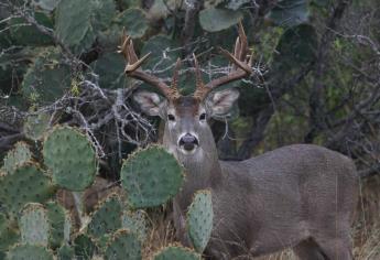 Venado cola blanca, patrimonio biológico de la biodiversidad de México