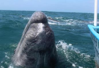 Muestra BCS avistamientos de ballenas como atractivo turístico