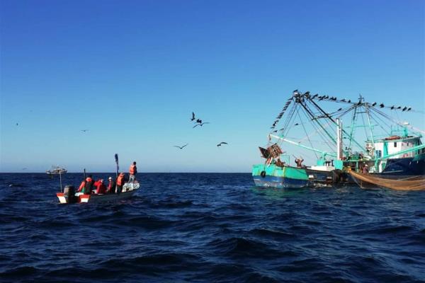 Monitorean calidad del agua en Bahía de La Paz para detectar marea roja