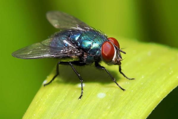 Las moscas mantienen el equilibrio ecológico de la Tierra