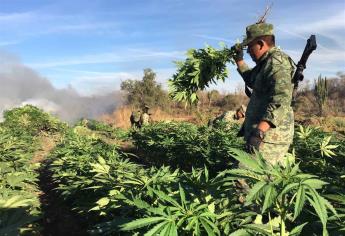 Destruye Sedena cuatro plantíos de droga en Cajeme, Sonora
