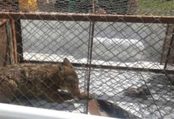 Profepa rescata y reubica a dos coyotes en Guasave