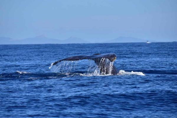 Desplaza calentamiento global a especies oceánicas hacia los polos