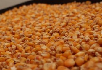 Precio de maíz y trigo baja a niveles preguerra Rusia-Ucrania