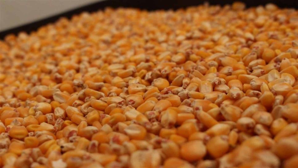 Baja demanda de maíz a nivel mundial