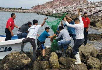 Rescatan lobo marino en la Isla de la Piedra