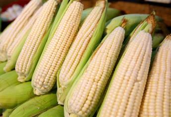 Baja precio del maíz a $3 mil 978 pesos