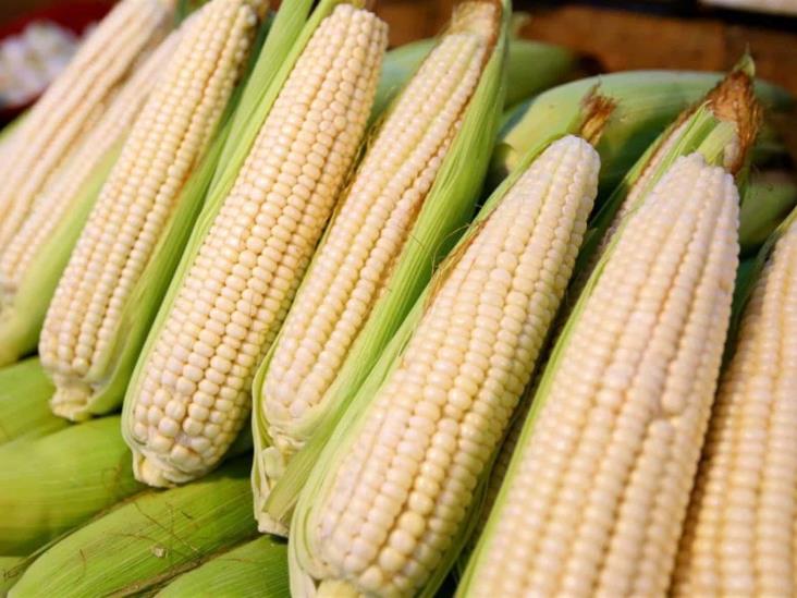 México estima producir 200 mil toneladas menos de maíz México estima producir 200 mil toneladas menos de maíz