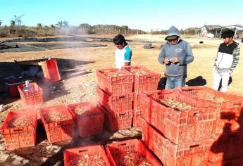 Buscan acuicultores evitar fuga de camarón