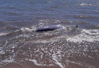 Localizan una delfín muerta en El Maviri