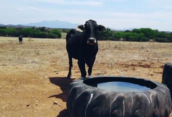 Escasea pasto y agua para ganado en El Fuerte