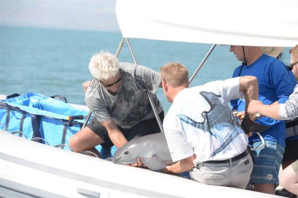 Hábitat de la vaquita marina, Patrimonio Mundial en Peligro: UNESCO