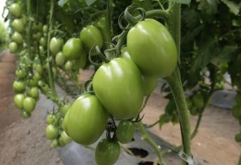 Afecta nuevo virus al tomate sinaloense