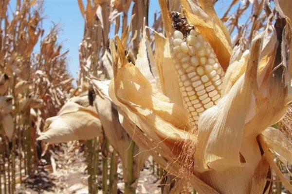 Campesinos solicitan prórroga para pago de avíos