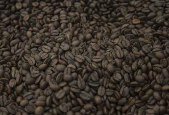 Prevé gobierno federal sembrar 200 mil hectáreas de café este sexenio
