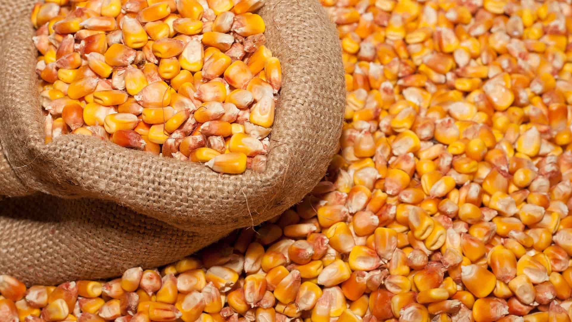 Precio del maíz sigue por abajo de los 3 mil 500 pesos