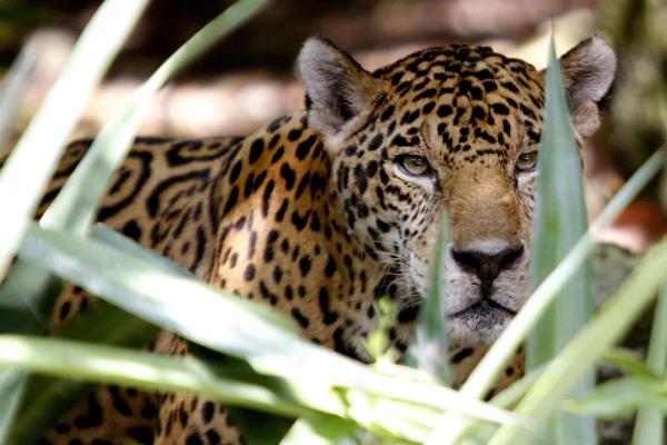 Especies de felinos en México, amenazadas o en peligro de extinción