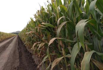 FAO y UE buscan una agricultura respetuosa del medio ambiente