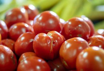 Por lluvias, se encarece tomate en Culiacán