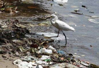 Cada año mueren un millón de aves a causa del plástico