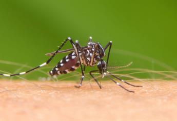 Aedes aegypti, un riesgo para la salud que se puede prevenir