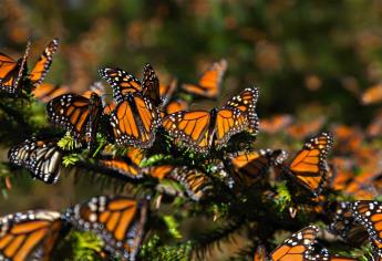 Alertan sobre uso de herbicida que amenaza a la mariposa monarca