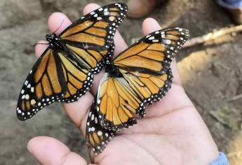 Alertan sobre uso de herbicida que amenaza a la mariposa monarca 