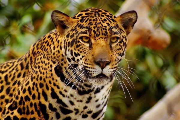 En riesgo 25% de especies en el mundo por cambio climático