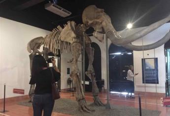 Mamut en Museo Arqueológico, de lo más visitado en Mazatlán