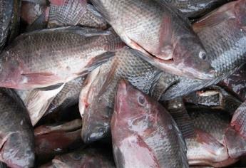 ¿De dónde proviene la tilapia? El pez que no recomiendan su consumo y se cultiva en Sinaloa