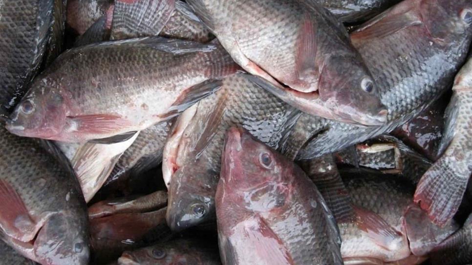 ¿De dónde proviene la tilapia? El pez que no recomiendan su consumo y se cultiva en Sinaloa