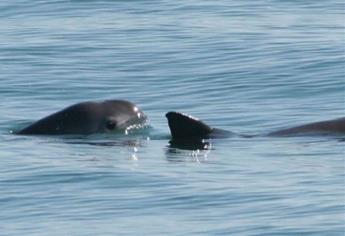 Extinción de vaquita marina podría deberse a causas ambientales