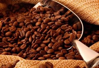 Buscarán aumentar producción de café durante la actual administración