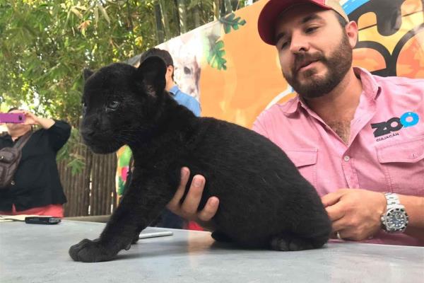 Nace cría de jaguar en el Zoológico de Culiacán