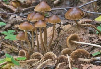 Enlistan hongos en riesgo de extinción de bosques templados del país