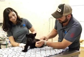 Invitan a bautizar al jaguar del Zoológico de Culiacán
