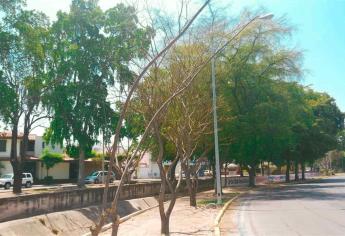 Se secan los árboles en Culiacán