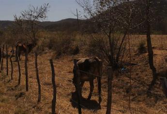 Sequía en Elota provoca muerte de ganado