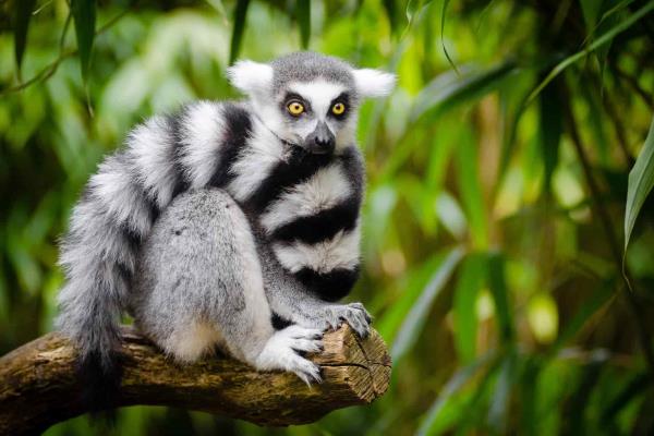 Desde México se unen al rescate de especies en el mundo