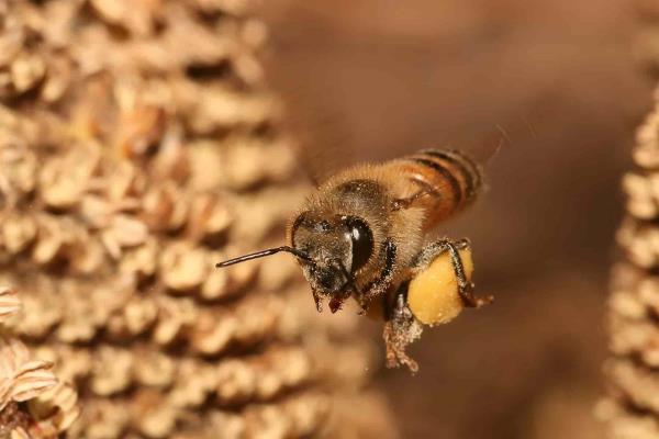 Abejas polinizadoras resienten afectaciones por cambio climático
