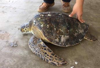 Biólogos de UAS y voluntarios liberan tortuga de red