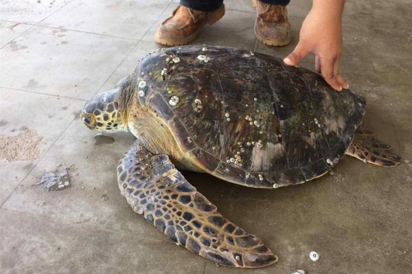 Biólogos de UAS y voluntarios liberan tortuga de red